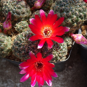 DSC03805Sulcorebutia canigueralii v. applanata PK 27