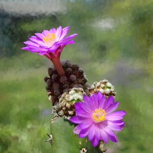 DSC03813Mammillaria therese