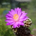 DSC03814Mammillaria therese