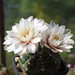 DSC03827Gymnocalycium amerhauseri STO 229