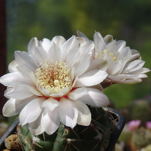 DSC03828Gymnocalycium amerhauseri STO 229