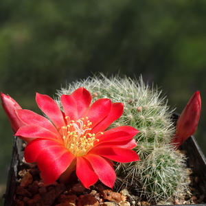 DSC03831Rebutia winteriana