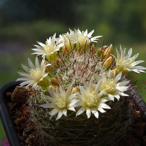 DSC03837Mammillaria zeilmanniana alba