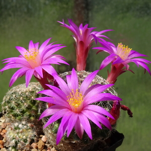 DSC03838Mammillaria deherdtiana