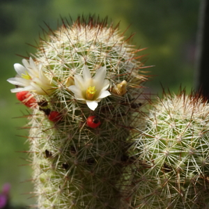 DSC03839Mammillaria multidigitata