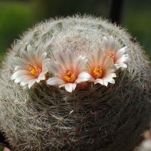 DSC03841Mammillaria candida