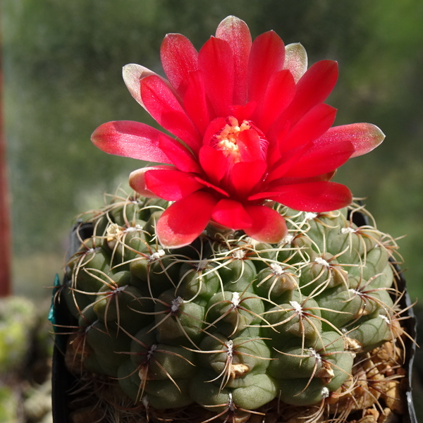 DSC03844Gymnocalycium baldianum