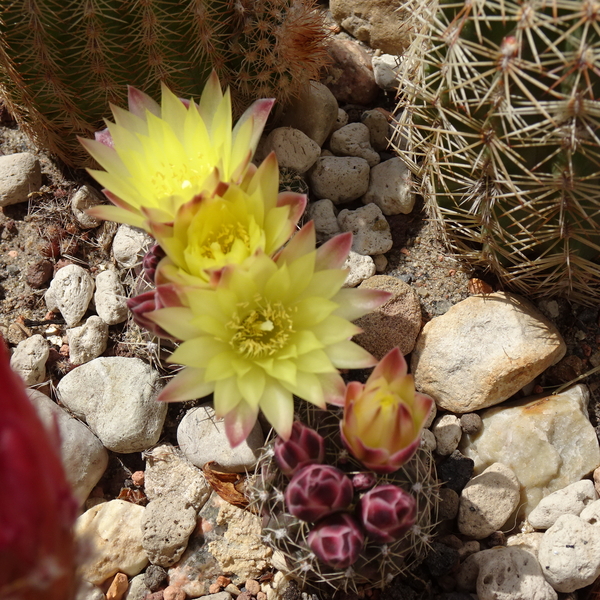 DSC03849Gymnocalycium andreae v. doppianum P378