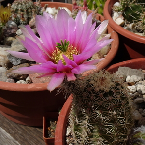 DSC03851Echinocereus xdasyacanthus Carlsband