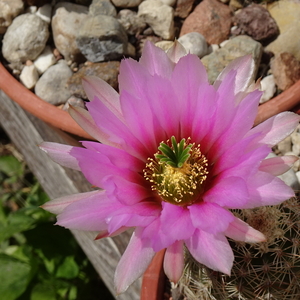 DSC03852Echinocereus xdasyacanthus Carlsband