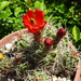 DSC03855Echinocereus triglochidiatus Colorado