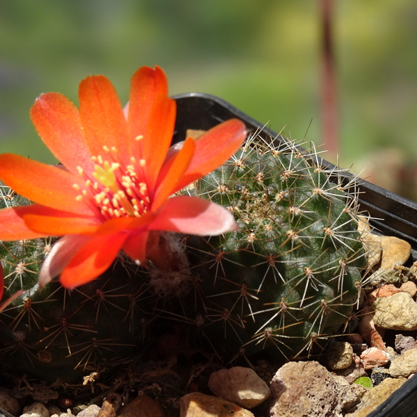 DSC03883Rebutia kariusiana