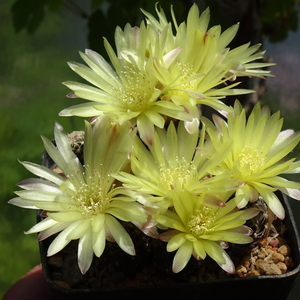 DSC03913Gymnocalycium andreae v. doppianum P378