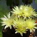 DSC03915Gymnocalycium andreae v. doppianum P378