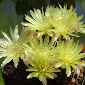 DSC03916Gymnocalycium andreae v. doppianum P378