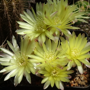 DSC03917Gymnocalycium andreae v. doppianum P378