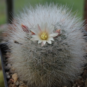 DSC03918Mammillaria schwarzii