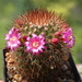 DSC03919Mammillaria spinosissima