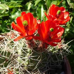 DSC03976Echinocereus triglochidiatus