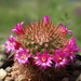 DSC04203Mammillaria spinosissima