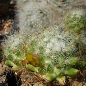 DSC04204Mammillaria baumii