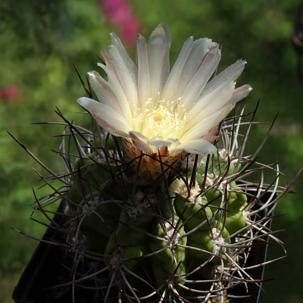 DSC04212Pyrrhocactus hankeanus