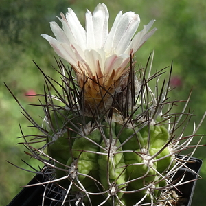 DSC04213Pyrrhocactus hankeanus