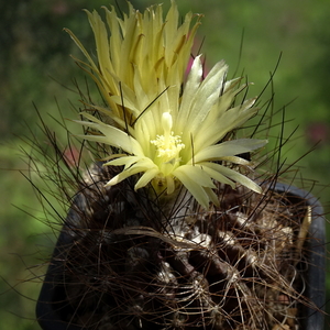 DSC04214Pyrrhocactus neohankeanus var. flaviflorus FR 212A