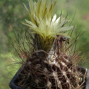 DSC04215Pyrrhocactus neohankeanus var. flaviflorus FR 212A