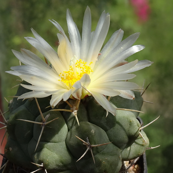 DSC04217Thelocactus hexaedrophorus v. droegeanus