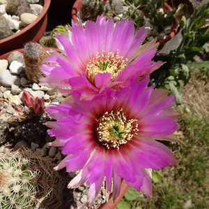 DSC04220Echinocereus caespitosus