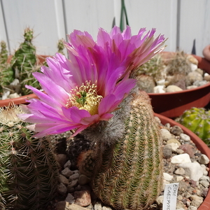 DSC04221Echinocereus caespitosus