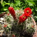 DSC04226Echinocereus triglochidiatus