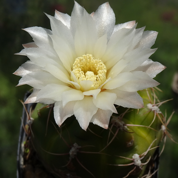 DSC04229Gymnocalycium denudatum