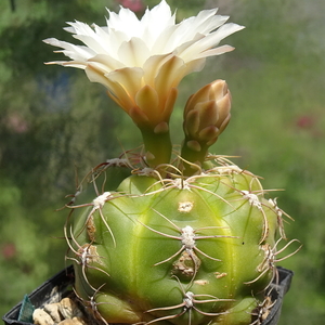 DSC04230Gymnocalycium denudatum