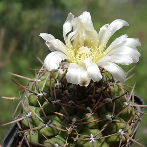 DSC04232Gymnocalycium borthii HV673