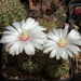 DSC04233Gymnocalycium mesopotamicum LB 612