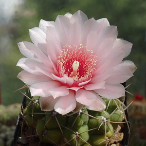 DSC04234Gymnocalycium ritterianum