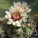 DSC04236Gymnocalycium catamarense ssp. belense VS 64