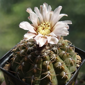 DSC04238Gymnocalycium ochoterenae v. cinereum