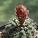 DSC04240Gymnocalycium baldianum JO 295