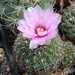 DSC04241Gymnocalycium lepidum