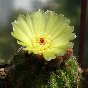 DSC04246Notocactus glaucispinus