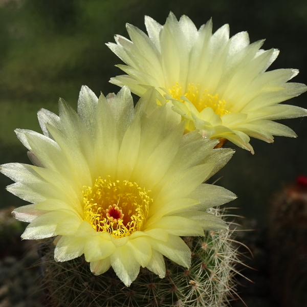 DSC04248Notocactus concinnus