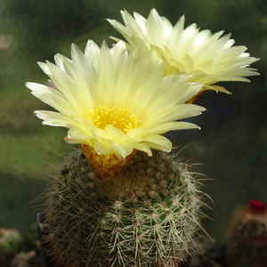 DSC04249Notocactus concinnus