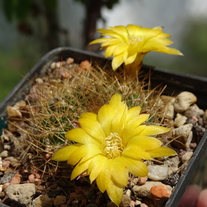 DSC04255Sulcorebutia candiae VS 628