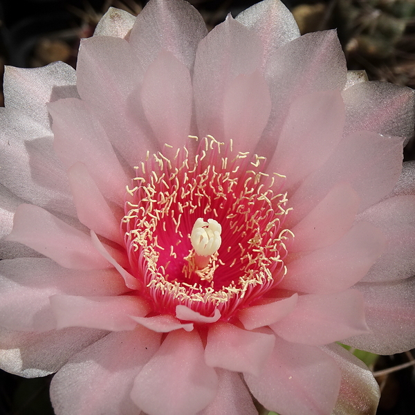 DSC04260Gymnocalycium ritterianum