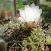 DSC04272Gymnocalycium hyptiacanthum