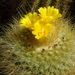 DSC04273Parodia chrysacanthion