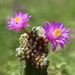 DSC04276Mammillaria therese